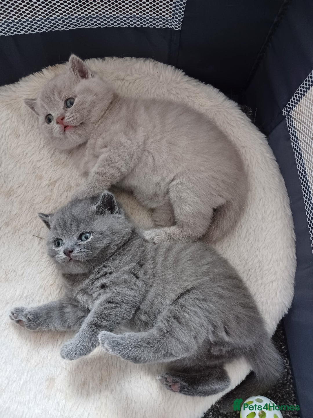 British Shorthair cats for sale: British Shorthair kittens - Image 2