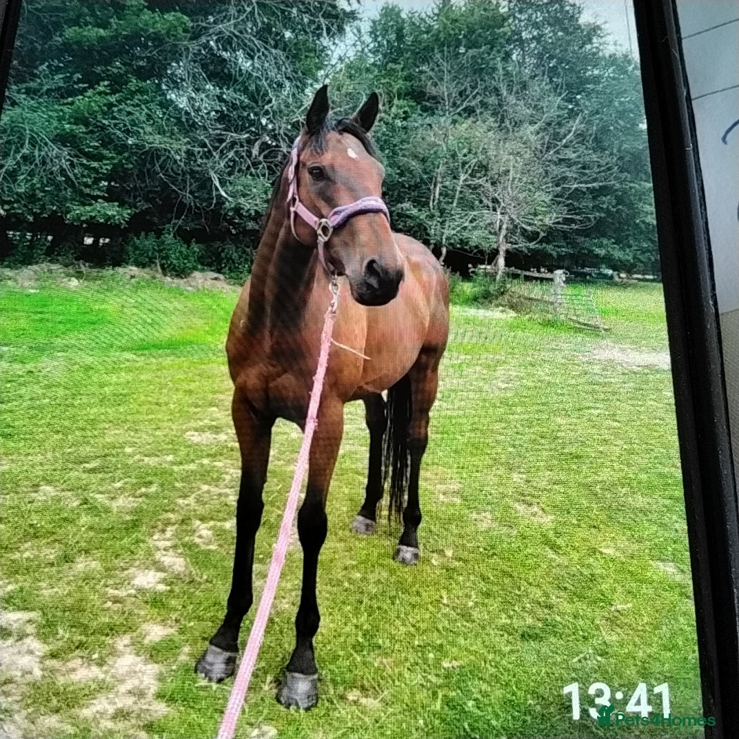 English Thoroughbred horses Horse - Advert 3