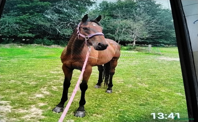 English Thoroughbred horses - Advert 1