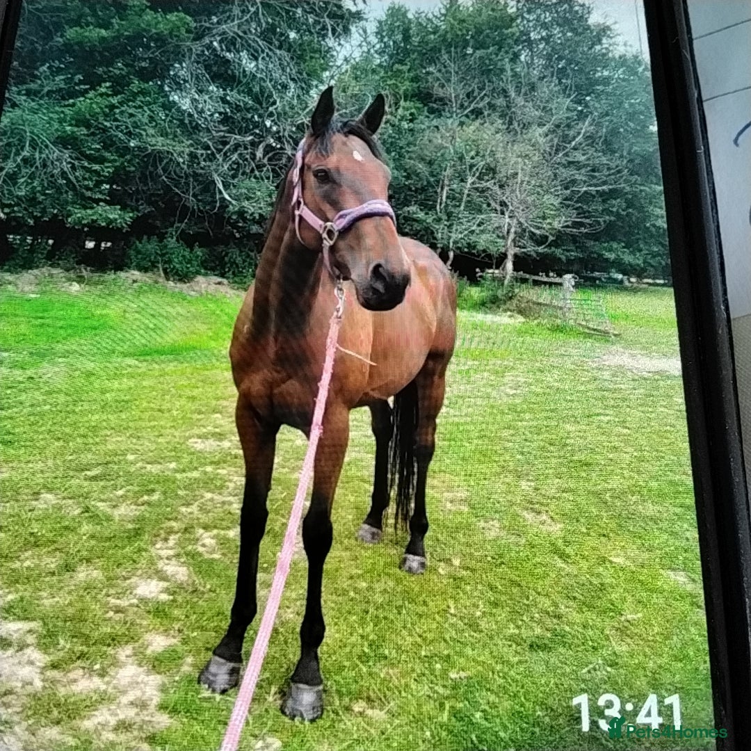 English Thoroughbred horses for sale: Horse - Image 1