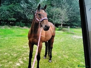 English Thoroughbred horses - Advert 1