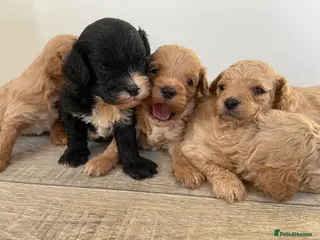 Cavapoo dogs F1 Health Tested Cavapoo Puppies - Advert 9