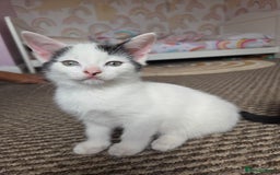 Mixed Breed cats for sale: Cute kittens  - Image 3