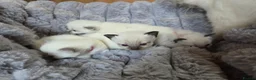 Ragdoll cats for sale: 4 Beautiful Ragdoll kittens, 2 Seal, 2 Lilac - Advert 9