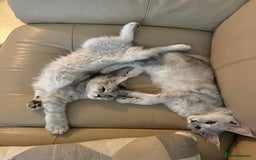 Maine Coon cats for sale: **ONLY 2** High Silver Shaded Kittens Left!😻 - Image 2