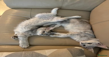 Maine Coon cats - Advert 9