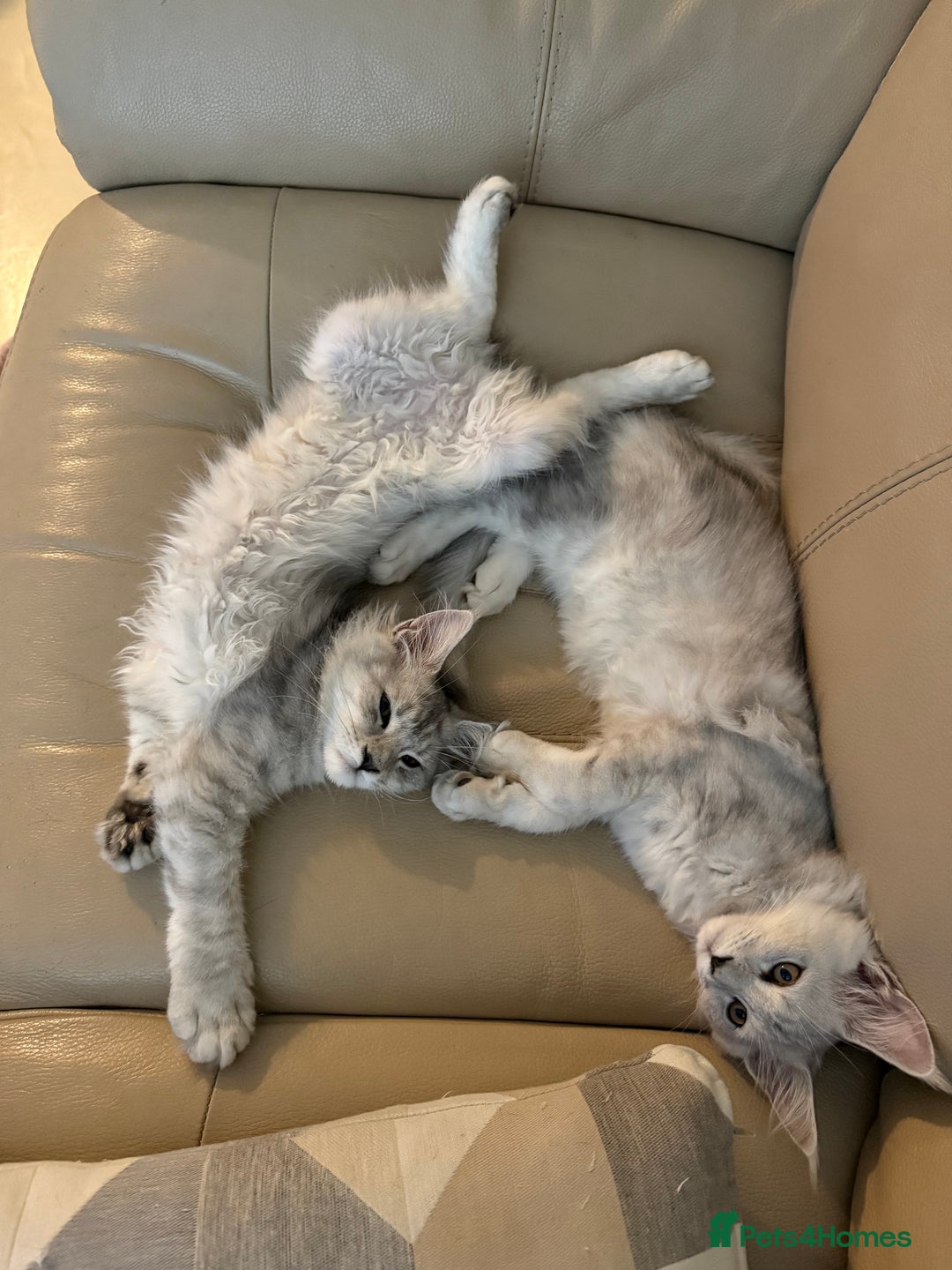 Maine Coon cats for sale: **ONLY 2** High Silver Shaded Kittens Left!😻 - Image 2