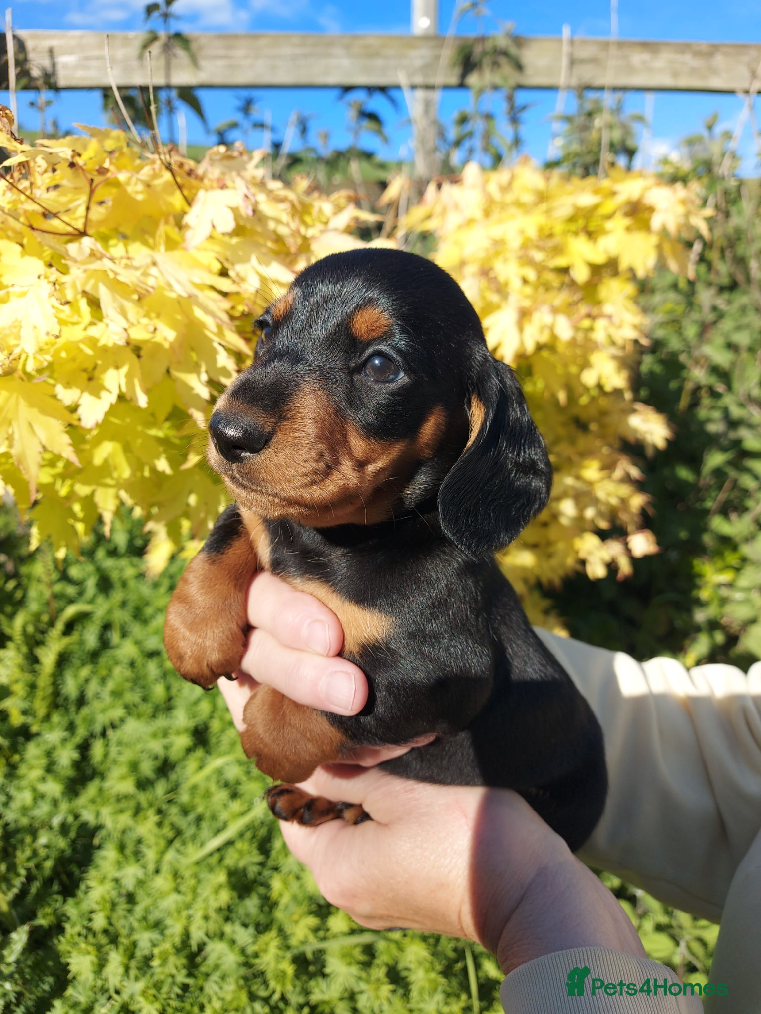 Miniature Dachshund dogs perfect true to type miniature Dachshund puppies   - Advert 6