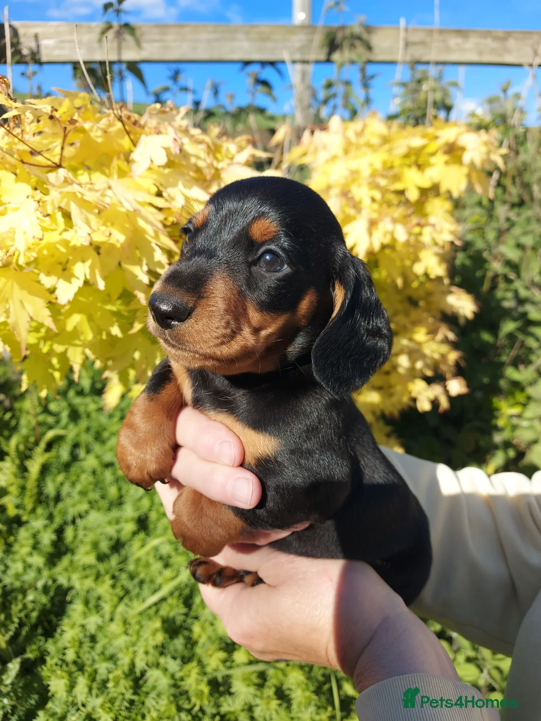 Miniature Dachshund dogs for sale: perfect true to type miniature Dachshund puppies   in Thirsk - Advert 1
