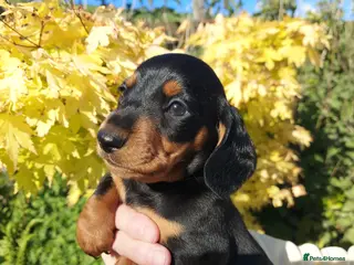 Miniature Dachshund dogs perfect true to type miniature Dachshund puppies - Advert 2