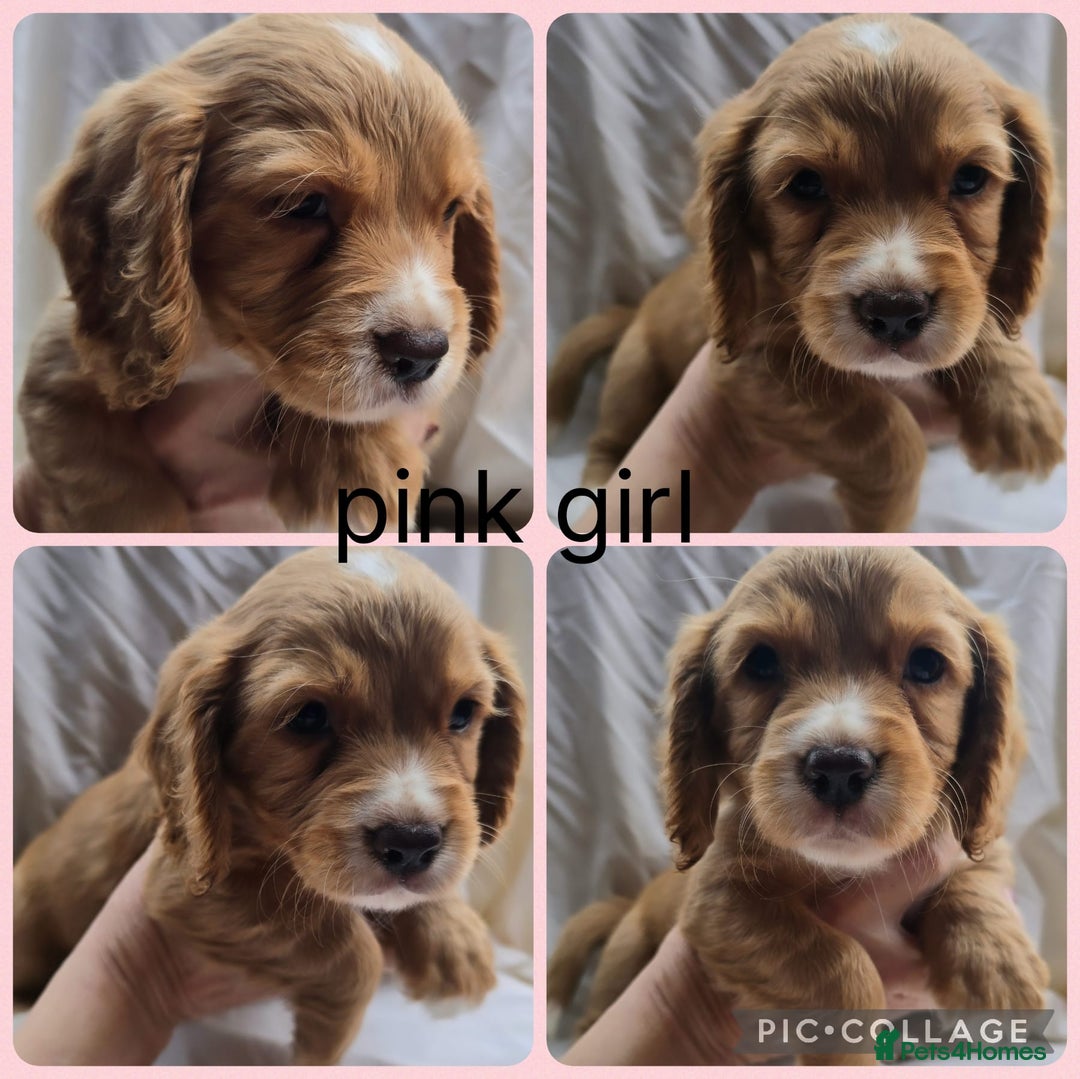 Cocker Spaniel dogs for sale: Top kc working cocker spaniels - Advert 2