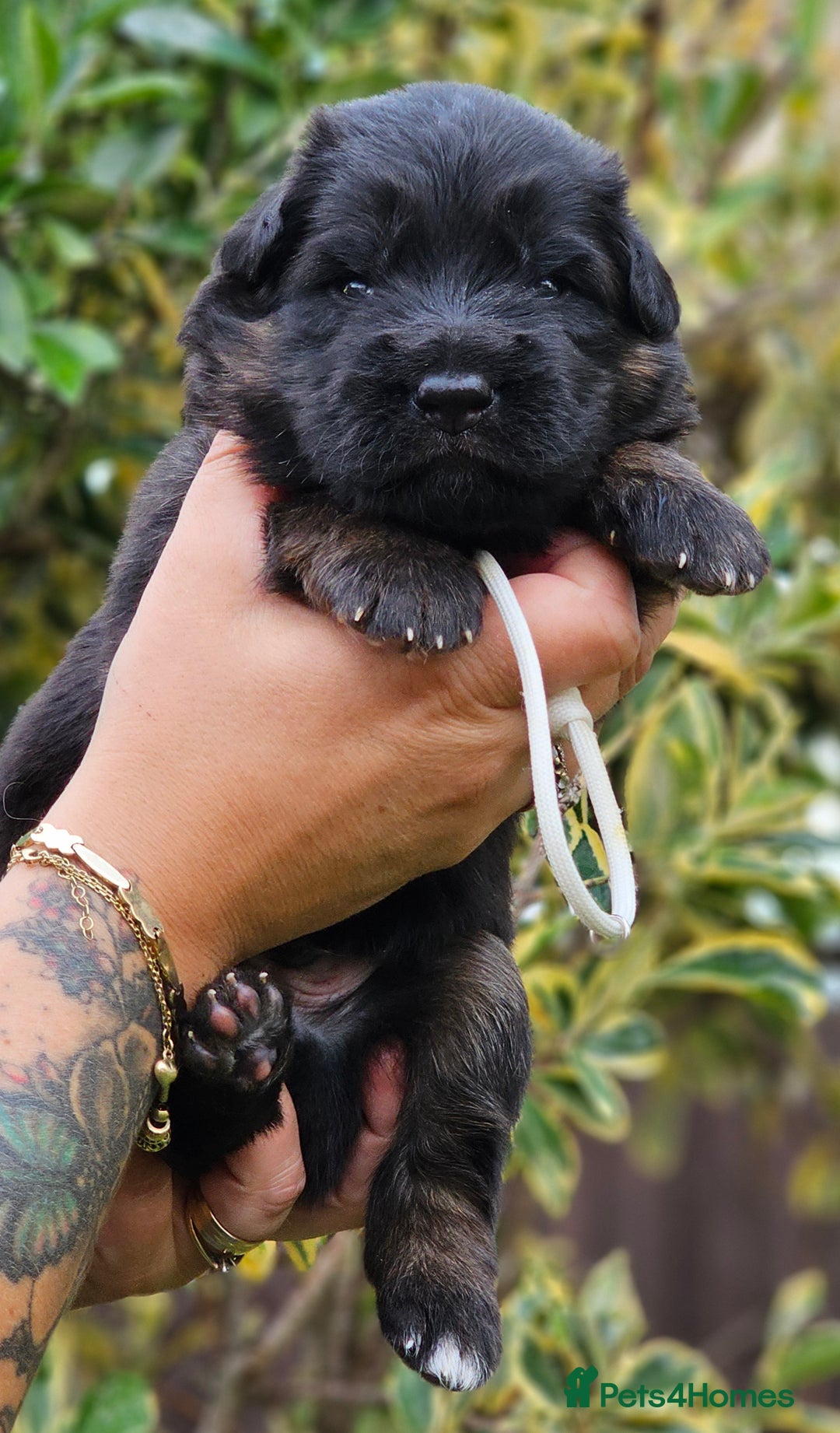 German Shepherd dogs for sale: Long Coat, Health tested, DM clear, GSD pups - Image 11