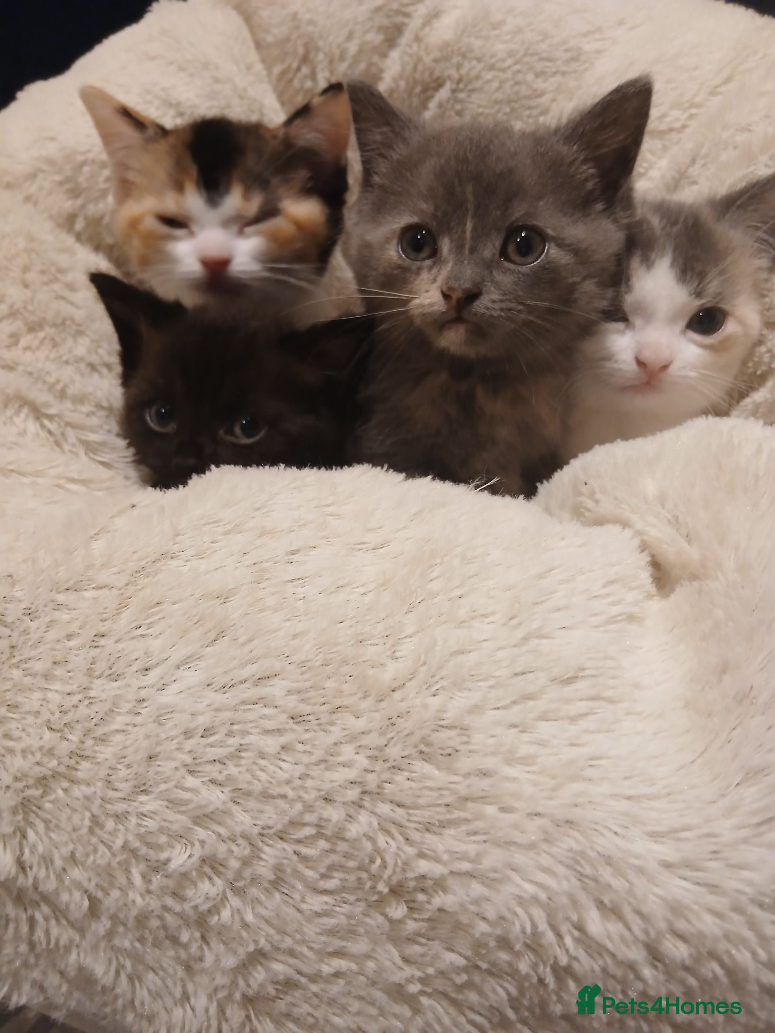 British Shorthair cats British shorthair kittens - Advert 1