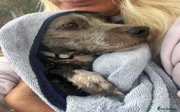 Mixed Breed dogs for adoption: Clint - Norwich Norfolk  - Image 11