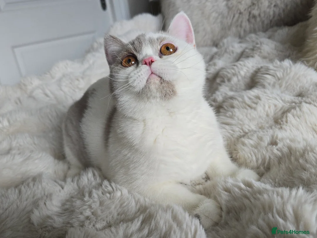 British Shorthair cats for sale: British Shorthair Girl and Boy - Advert 2
