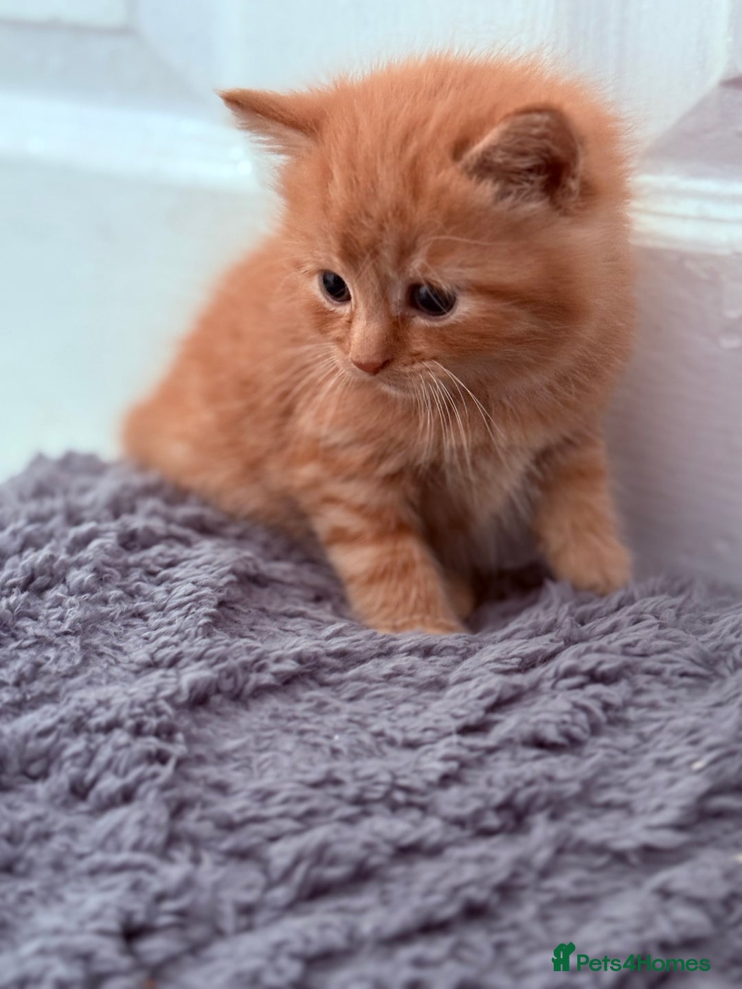 Mixed Breed cats for sale: Long Fur kittens for sale  - Image 15