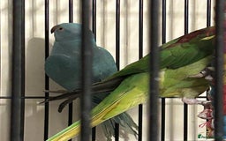 Ringnecks birds for sale: Stunning Baby Indian Ringnecks  - Image 2
