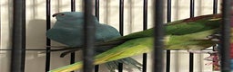 Ringnecks birds for sale: Stunning Baby Indian Ringnecks  - Advert 8