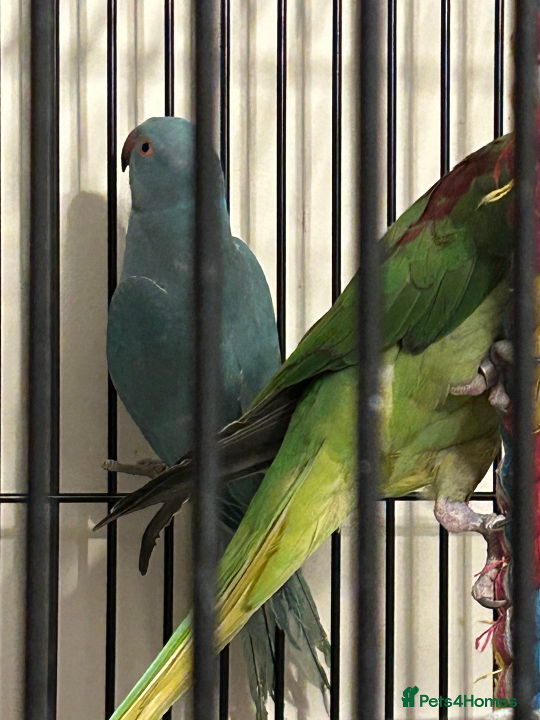 Ringnecks birds for sale: Stunning Baby Indian Ringnecks  - Image 2