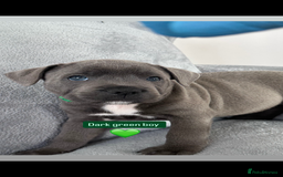 Staffordshire Bull Terrier dogs for sale: Blue Staffordshire bull terrier  - Image 18