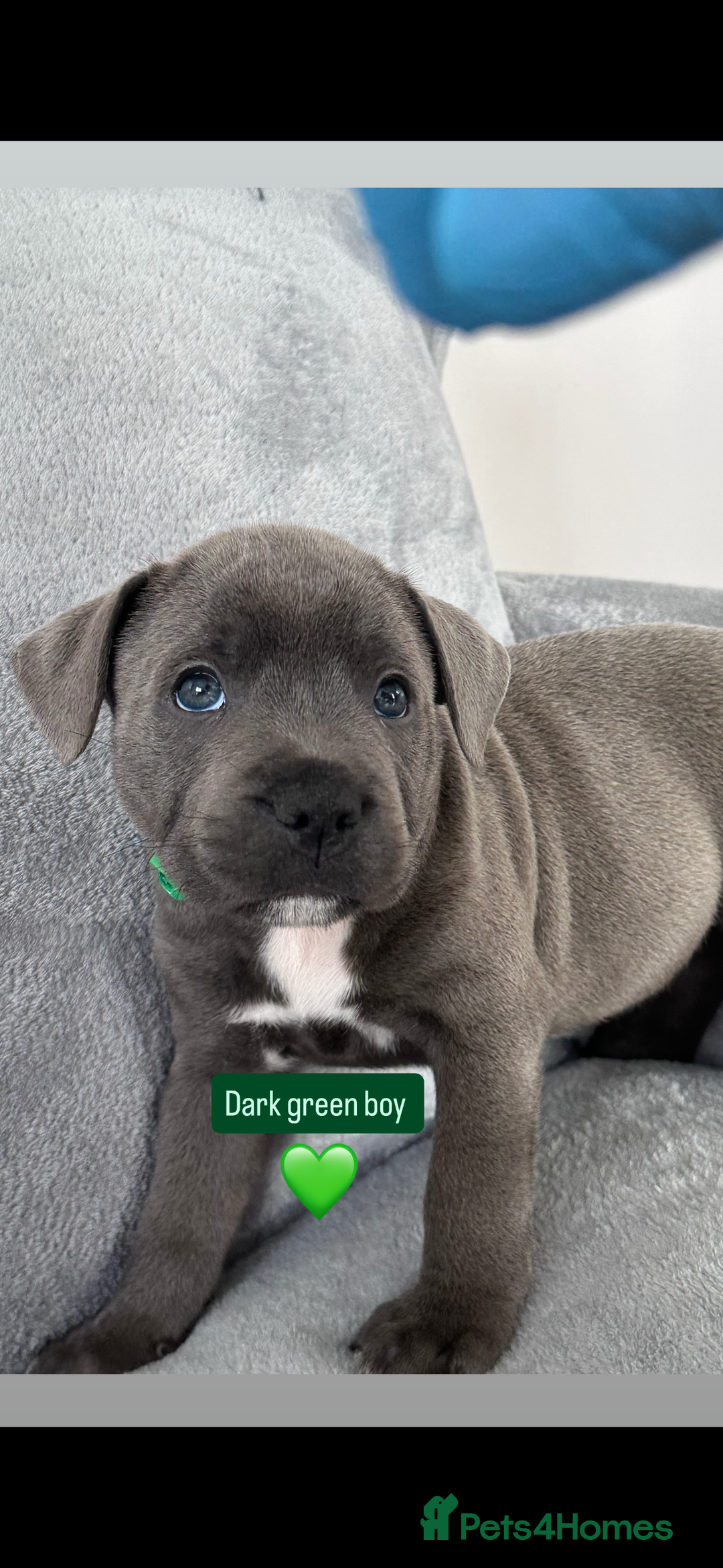 Staffordshire Bull Terrier dogs for sale: Blue Staffordshire bull terrier  - Image 18
