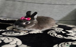 Netherland Dwarf rabbits for sale: Pure bred netherland dwarf ready to reserve  - Image 15