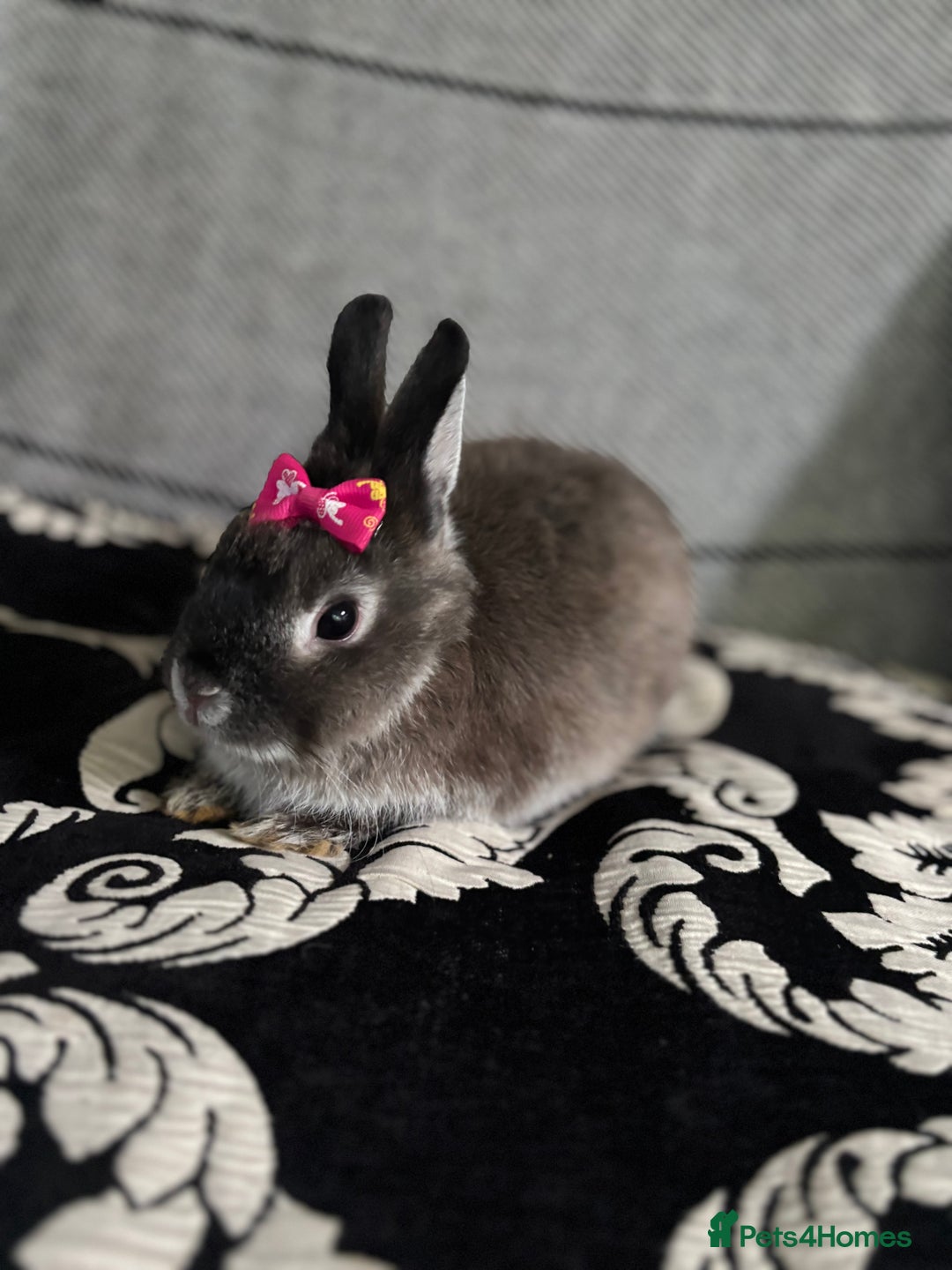 Netherland Dwarf rabbits for sale: Pure bred netherland dwarf ready to reserve  - Image 15