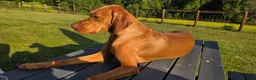 Hungarian Vizsla dogs for sale: Stunning KC Registered Hungarian Vizslas - Advert 12