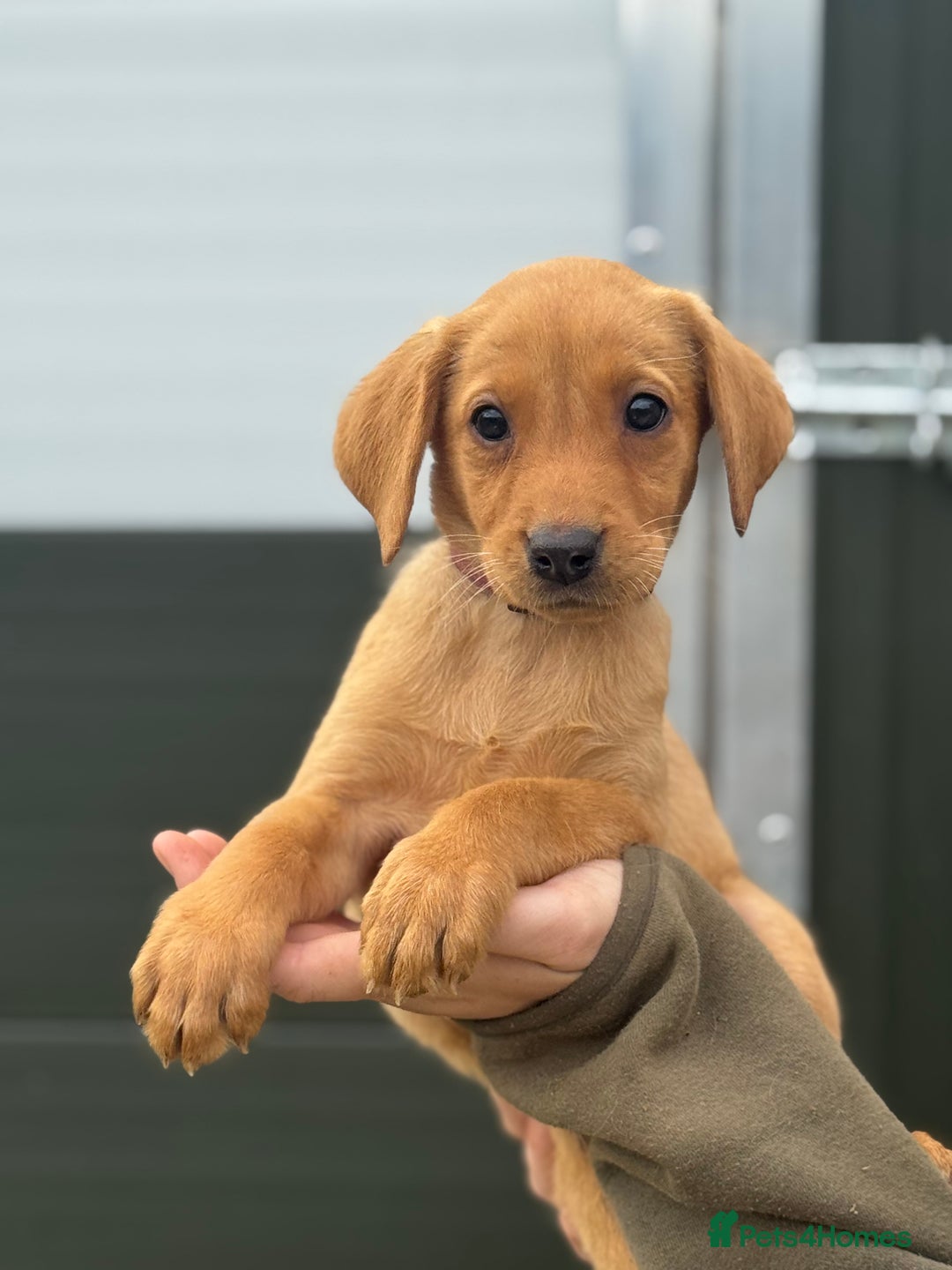 Labrador Retriever dogs for sale: Labrador pups looking for their forever home🏡  - Image 3