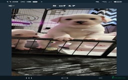 American Bulldog dogs for sale: American bulldog - Image 12
