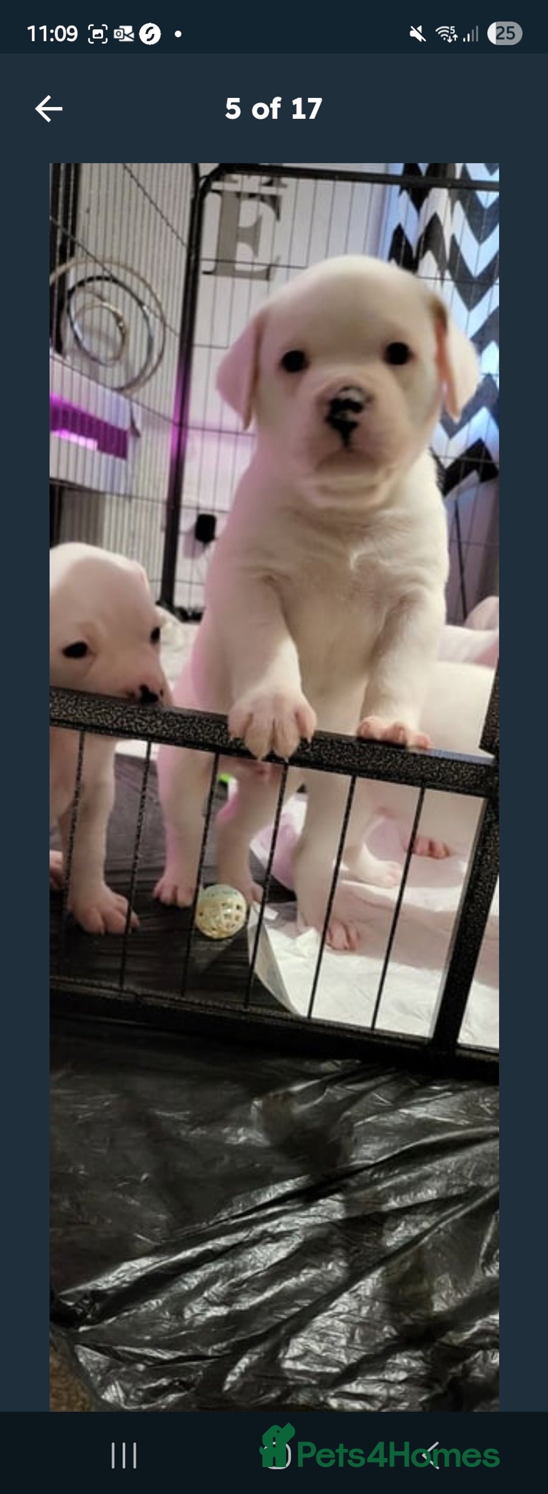 American Bulldog dogs for sale: American bulldog - Image 12