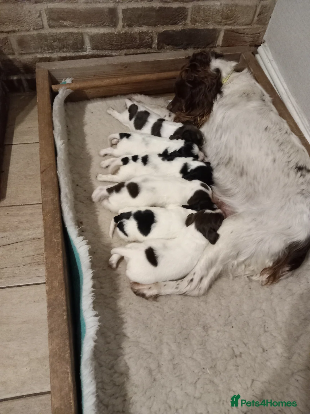 English Springer Spaniel dogs for sale: English springer spaniel  - Advert 5