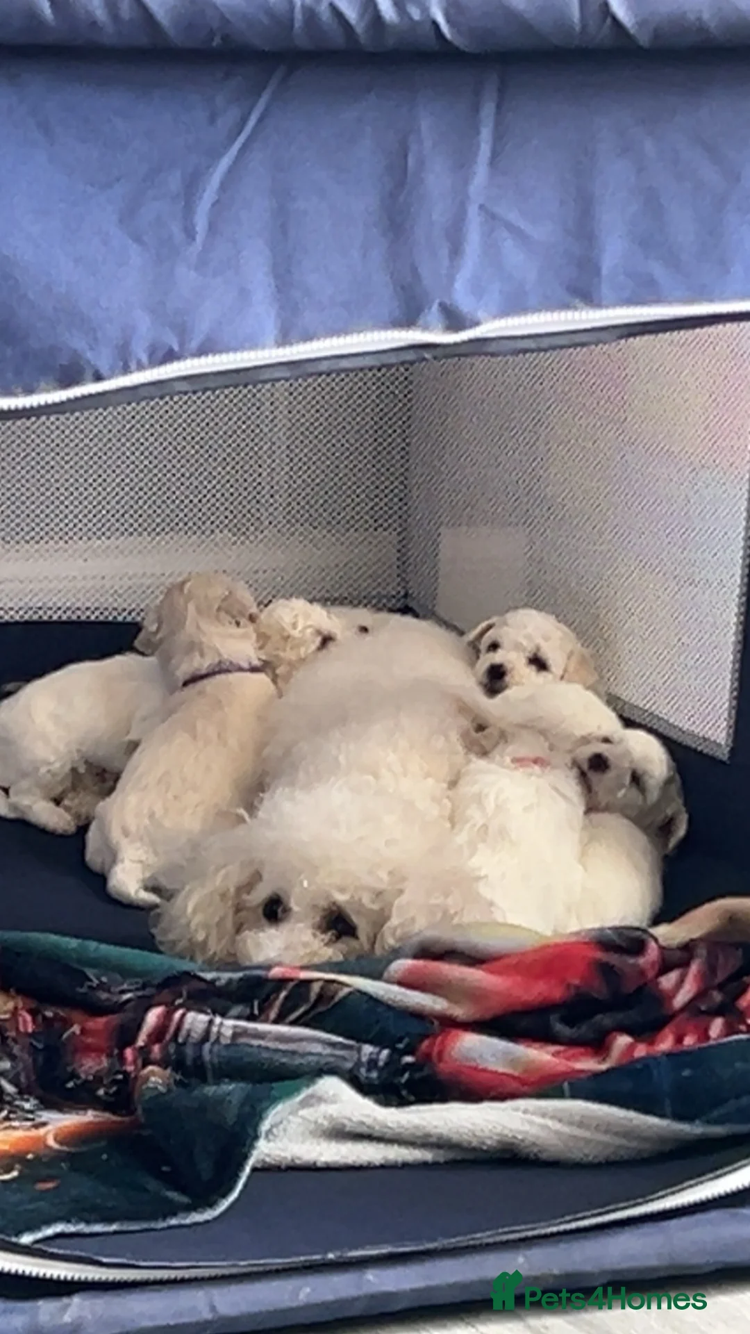 Bichon Frise dogs for sale: Bichon frise girl for sale  - Advert 2