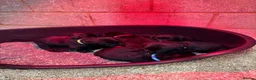 Labrador Retriever dogs for sale: The Loveliest Little Black Lab Boy  - Advert 6