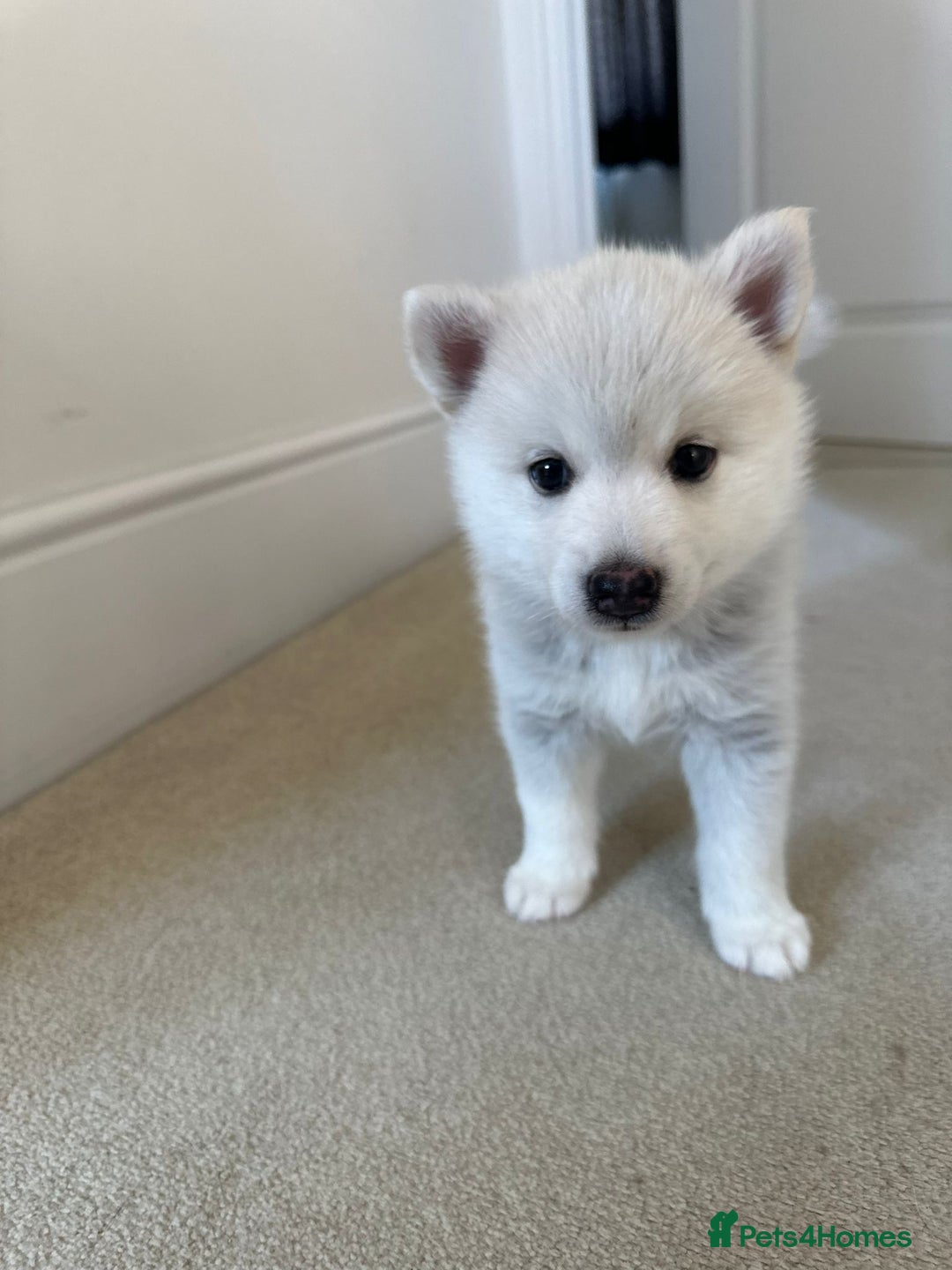 Pomsky dogs for sale: Vergil - Image 3