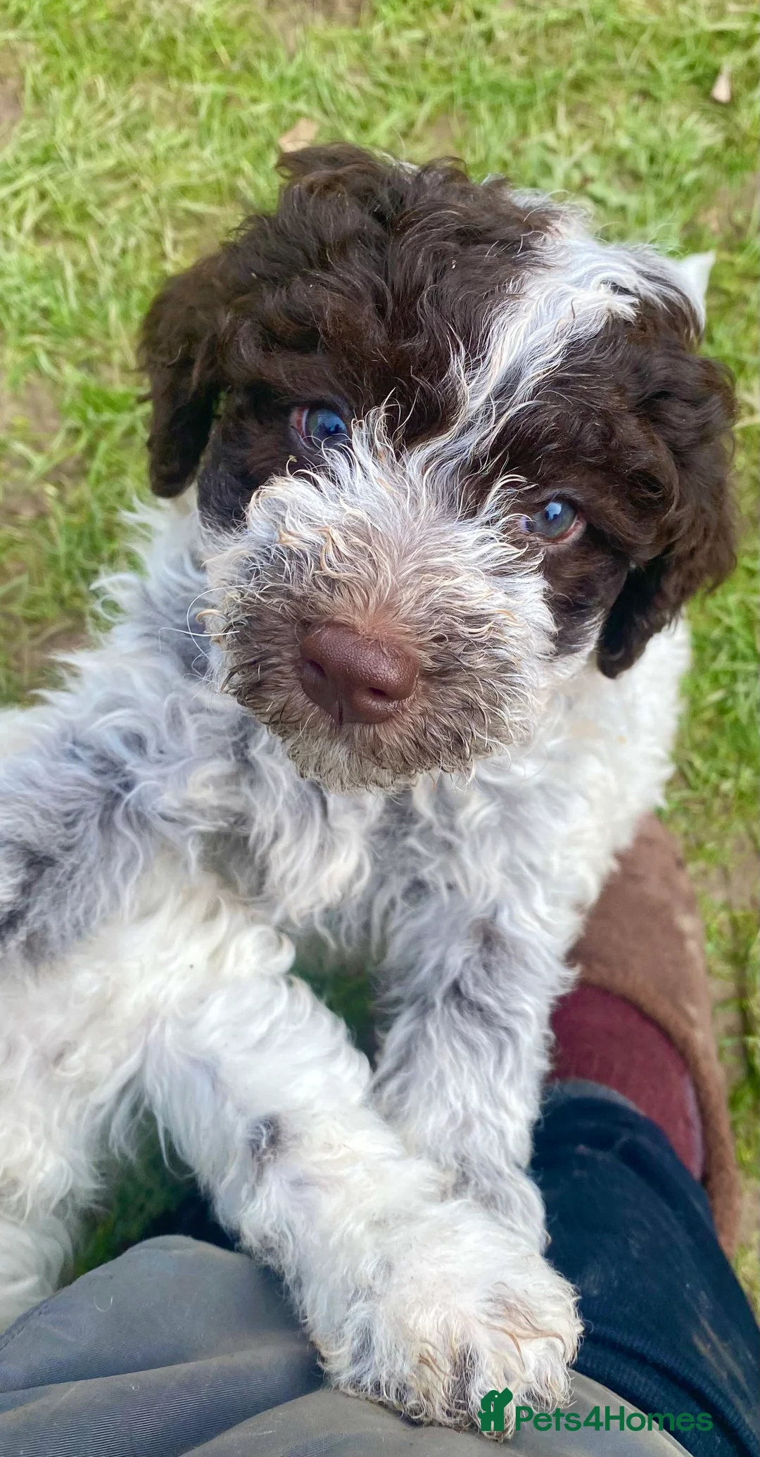 Lagotto Romagnolo dogs for sale: Three wonderful Lagotto pups available now - Advert 2