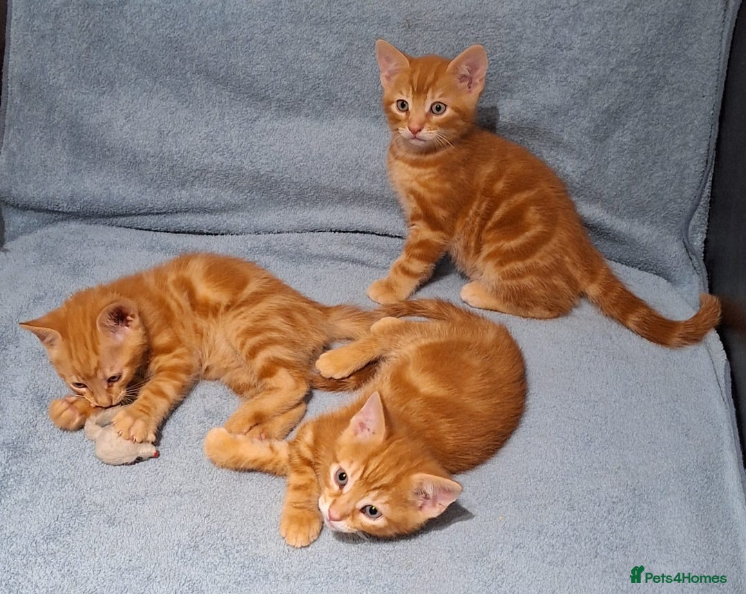 Mixed Breed cats for sale: Amazing, beautiful kittens 3 boys, 2 girls - Image 9