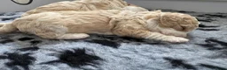 Cavapoochon dogs for sale: Cavapoochon puppies - beautiful colours - Advert 5