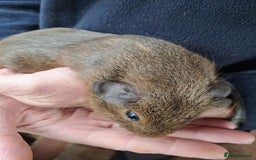 Guinea Pig rodents for sale: Beautiful Baby guinea pigs for sale  - Image 3