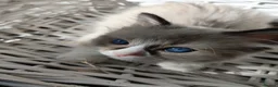 Ragdoll cats for sale: 4 pure ragdoll kitten ready to leave🐾 - Advert 14