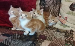 Mixed Breed cats for sale: Beautiful Male Kittens - Image 2