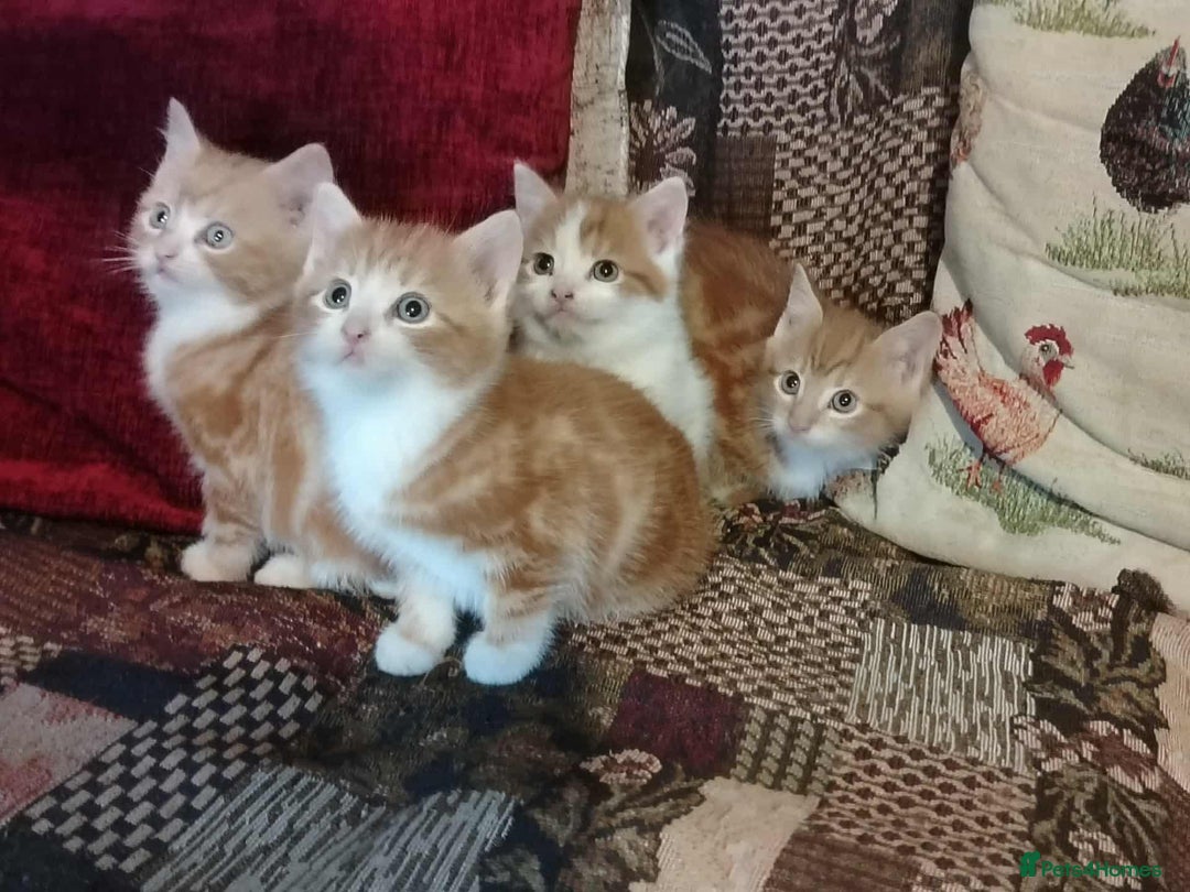 Mixed Breed cats for sale: Beautiful Male Kittens - Image 2