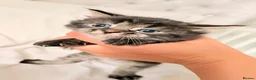 Mixed Breed cats for sale: Beautiful mixed tabby kittens  - Advert 2