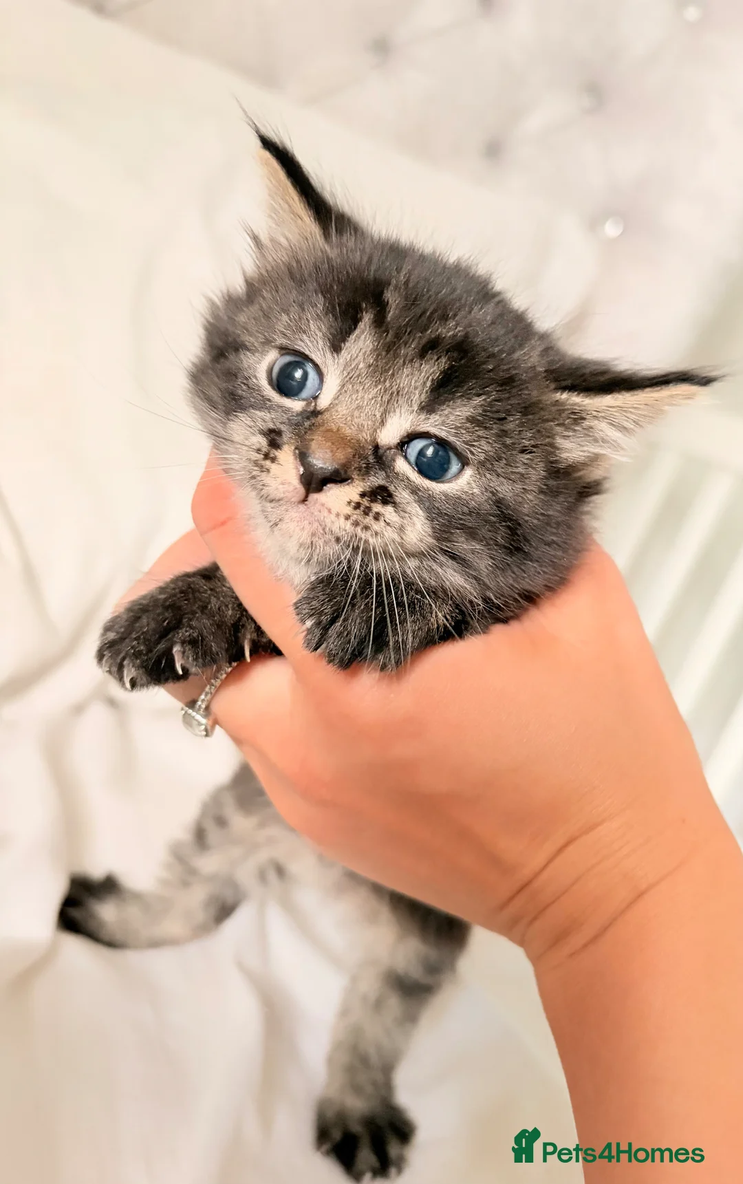 Mixed Breed cats for sale: Beautiful mixed tabby kittens  - Advert 2
