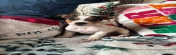 Parson Russell dogs for sale: Gorgeous Parson x Jack Russell’s  - Advert 2
