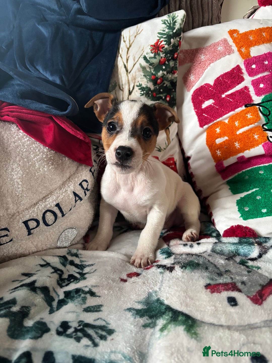 Parson Russell dogs for sale: Gorgeous Parson x Jack Russell’s  - Advert 2