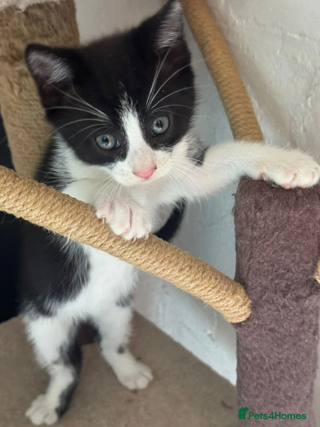 Mixed Breed cats for sale: 1 beautiful boy left  - Advert 2