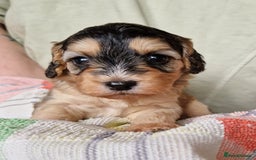Cockapoo dogs for sale: Beautiful Cockerpoo puppies  - Image 8