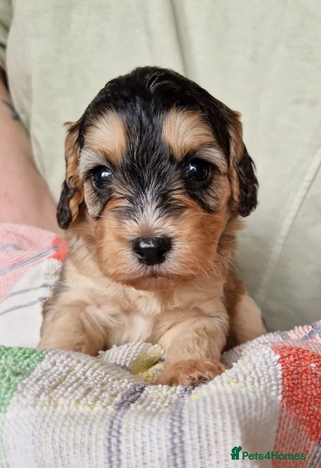Cockapoo dogs for sale: Beautiful Cockerpoo puppies  - Image 8