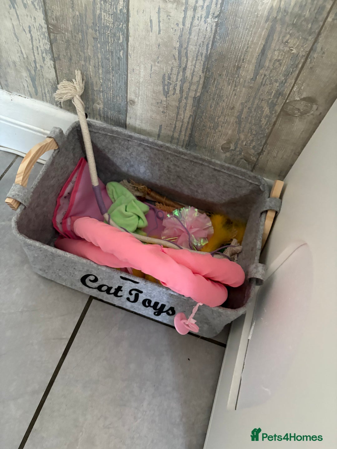 British Shorthair cats for sale: Pale grey female kitten  - Advert 10